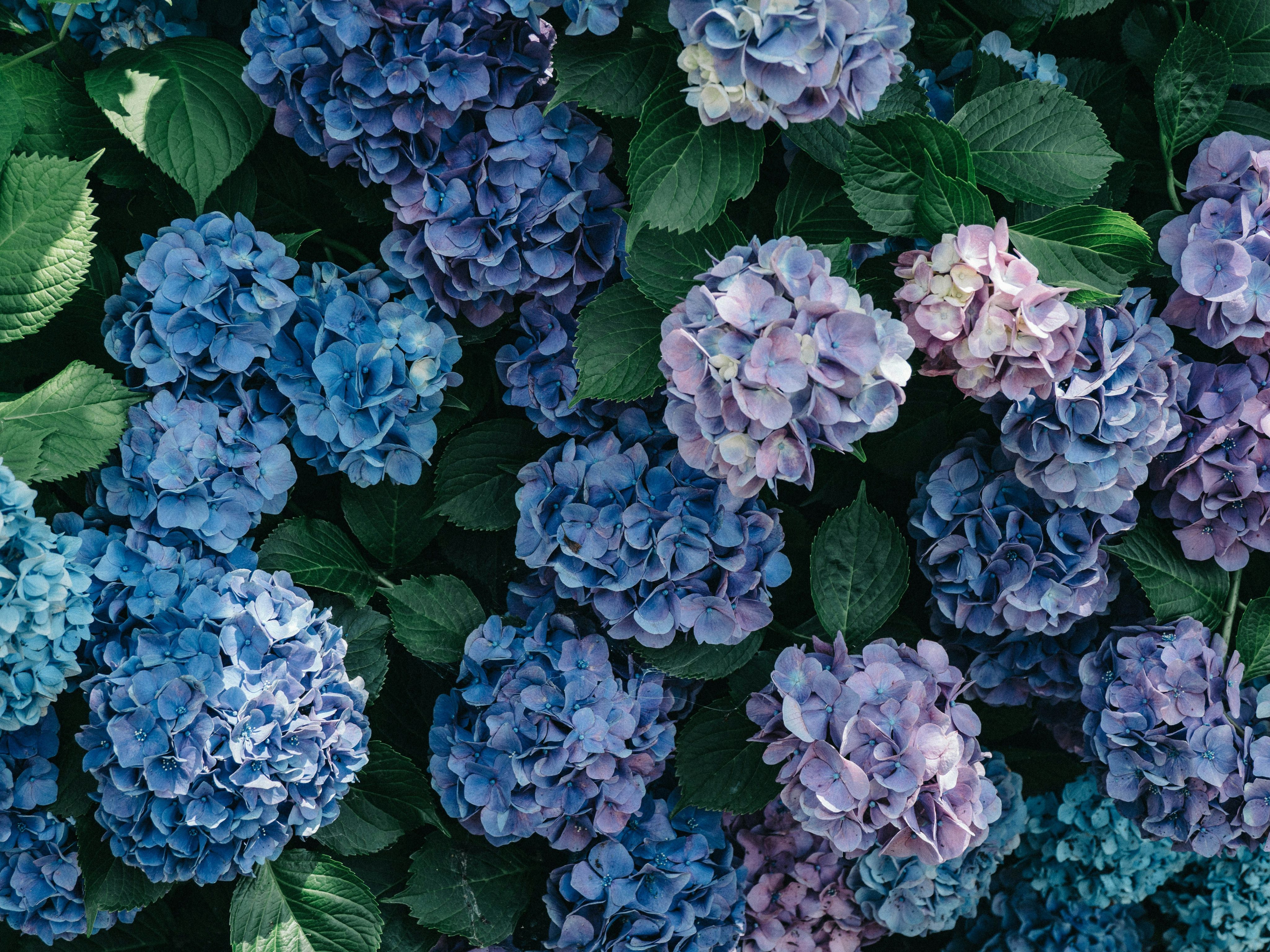 Hydrangea flowers in a front yard garden