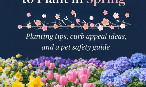 10 Best Spring Flowers to Plant in Staten Island for &hellip;