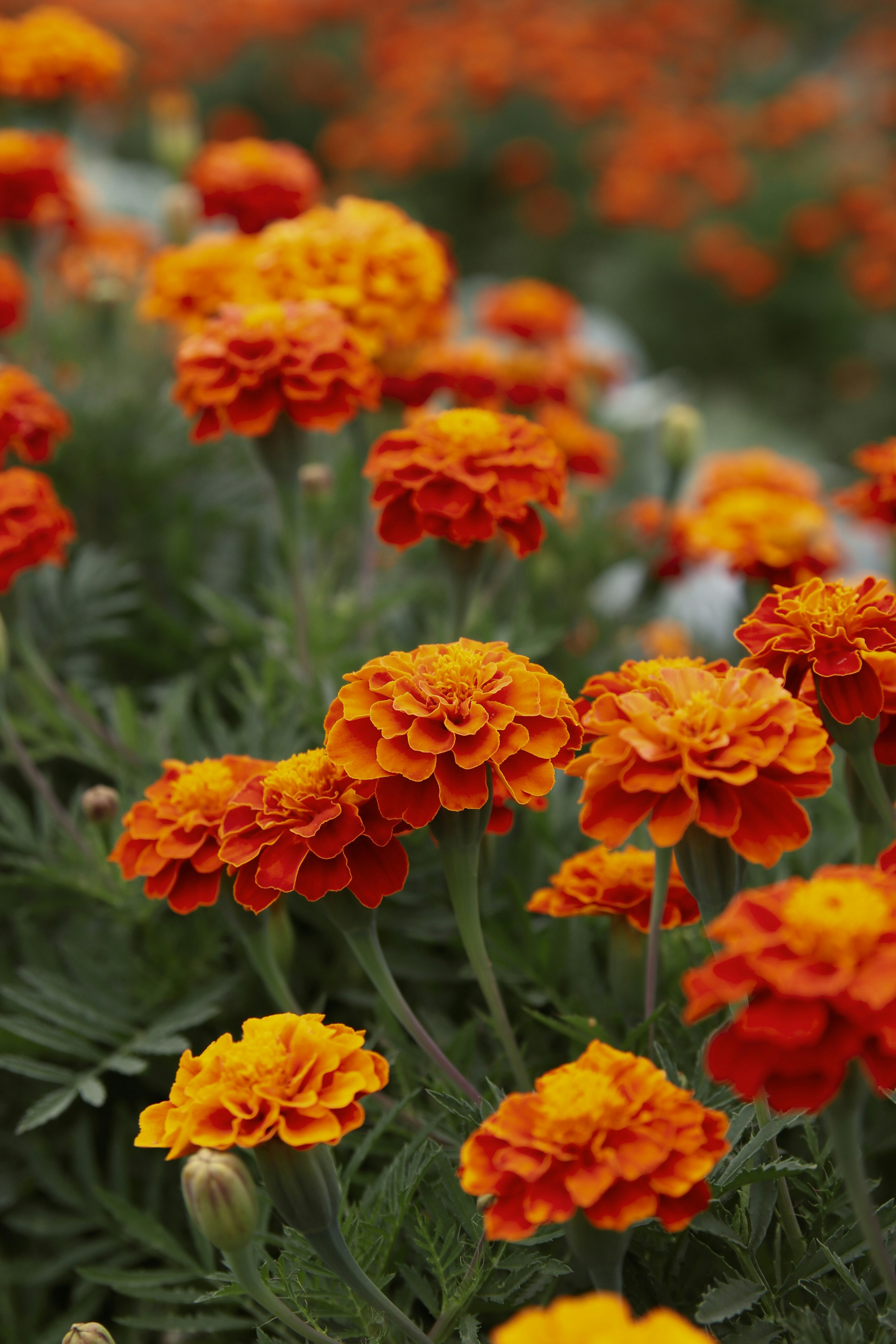 Orange marigolds in flower beds