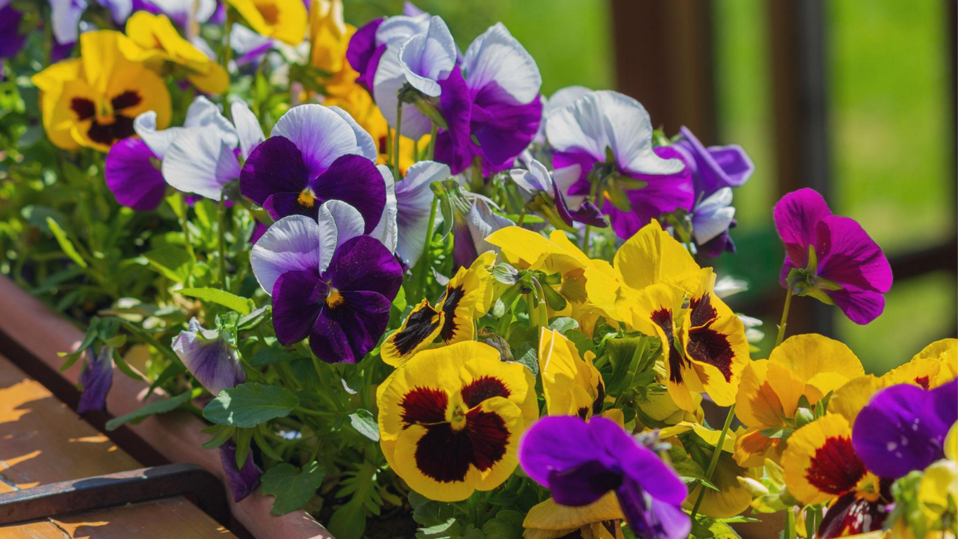 Colorful pansies in a garden bed
