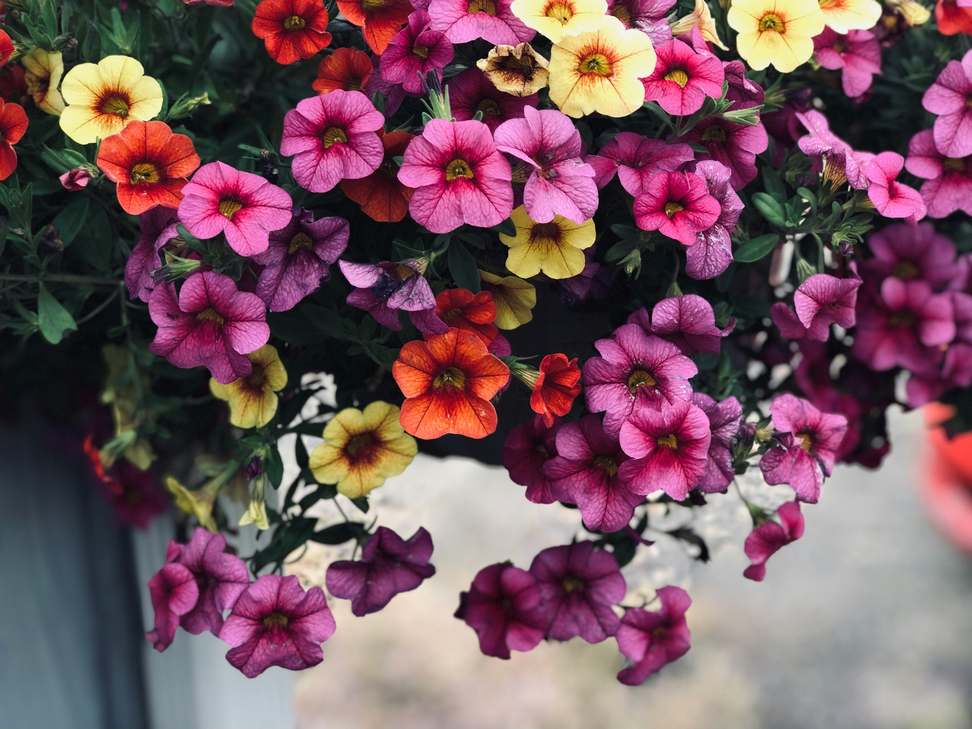 Petunias in a hanging basket