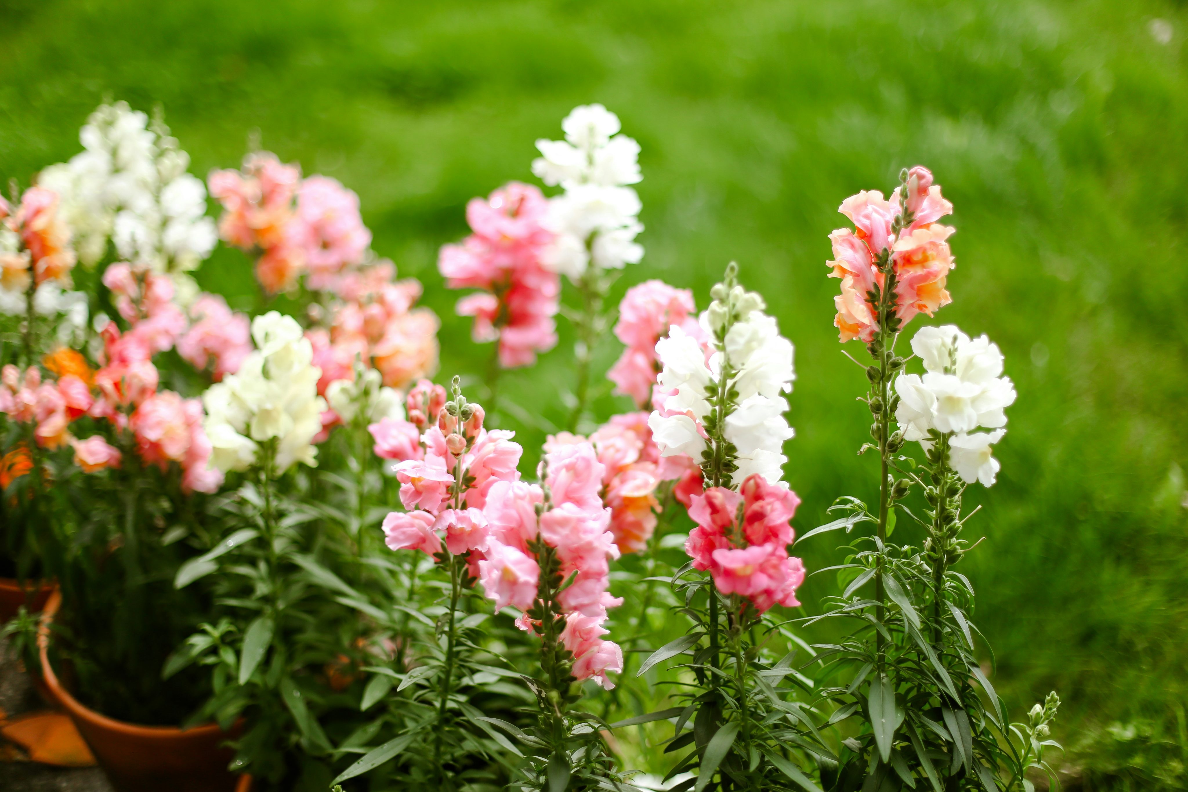Snapdragons growing in a garden