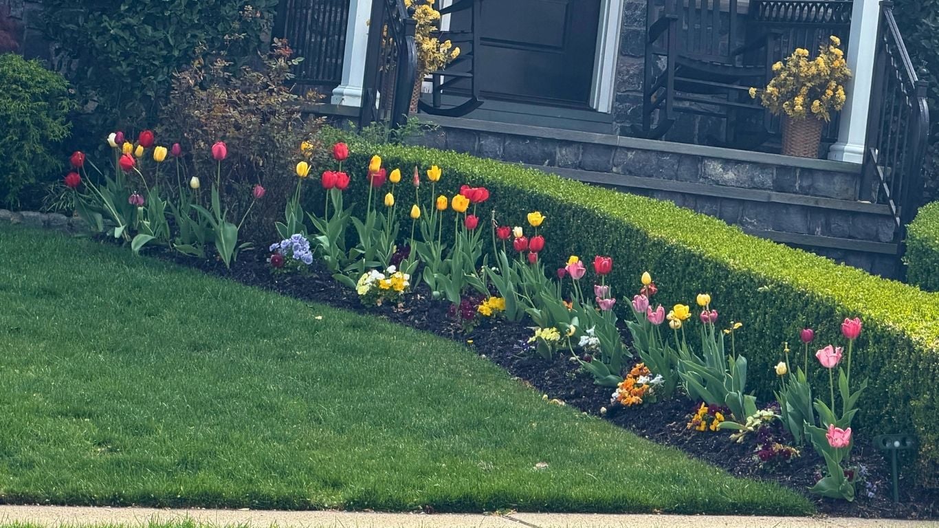 Tulips in bloom
