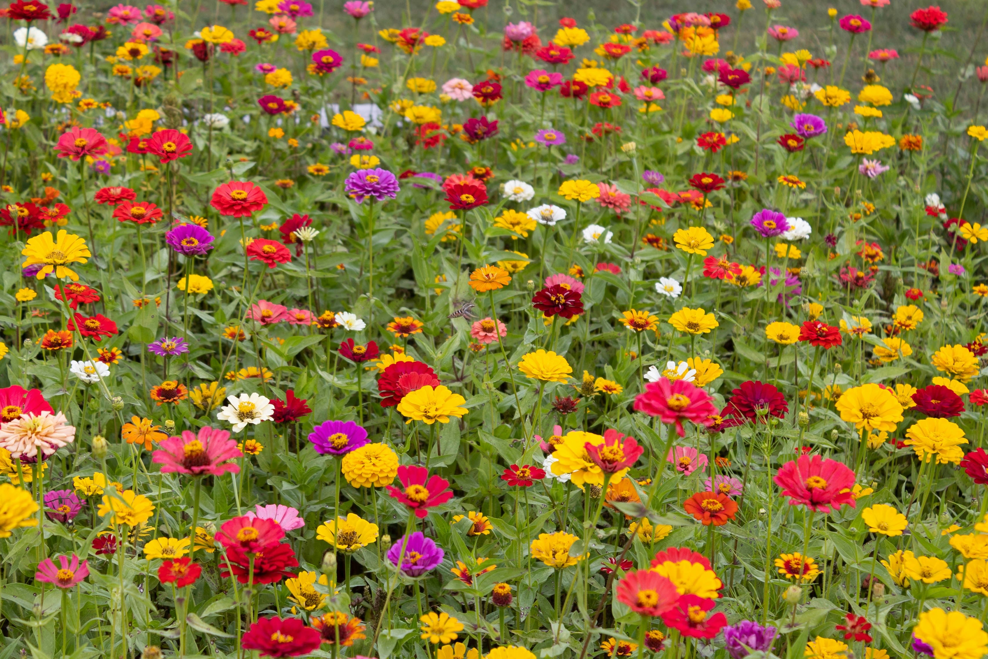 Bright zinnias in bloom