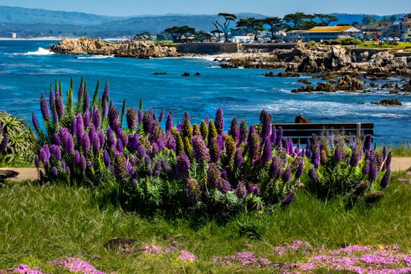 Pacific Grove shoreline with ice plant