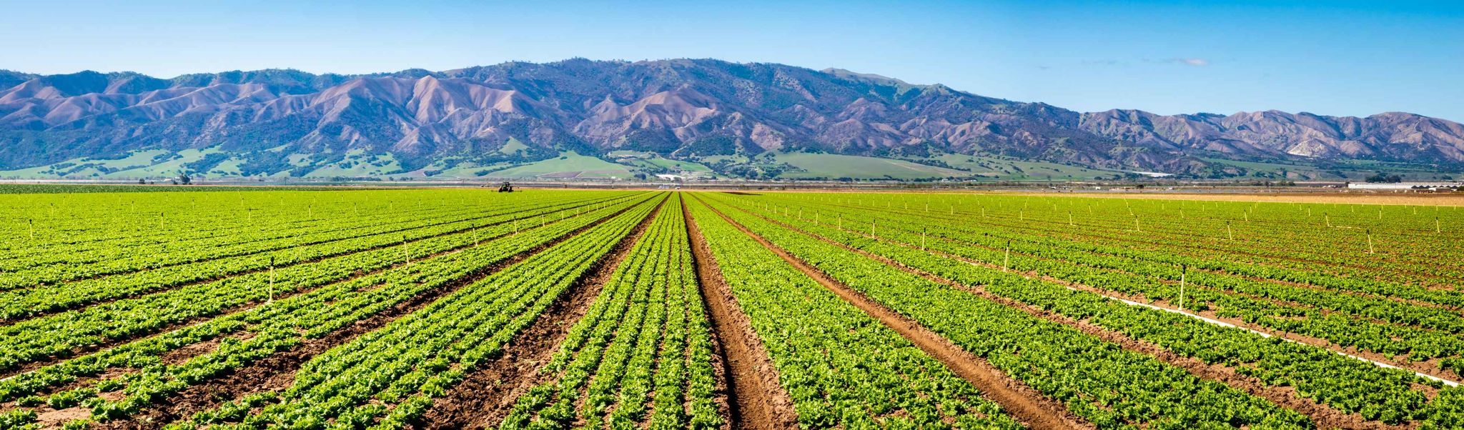 Rows of lettuce in the Salinas Valley with the Gabilan Range behind