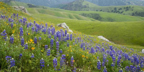 Wildflowers on the green hills of Carmel Valley