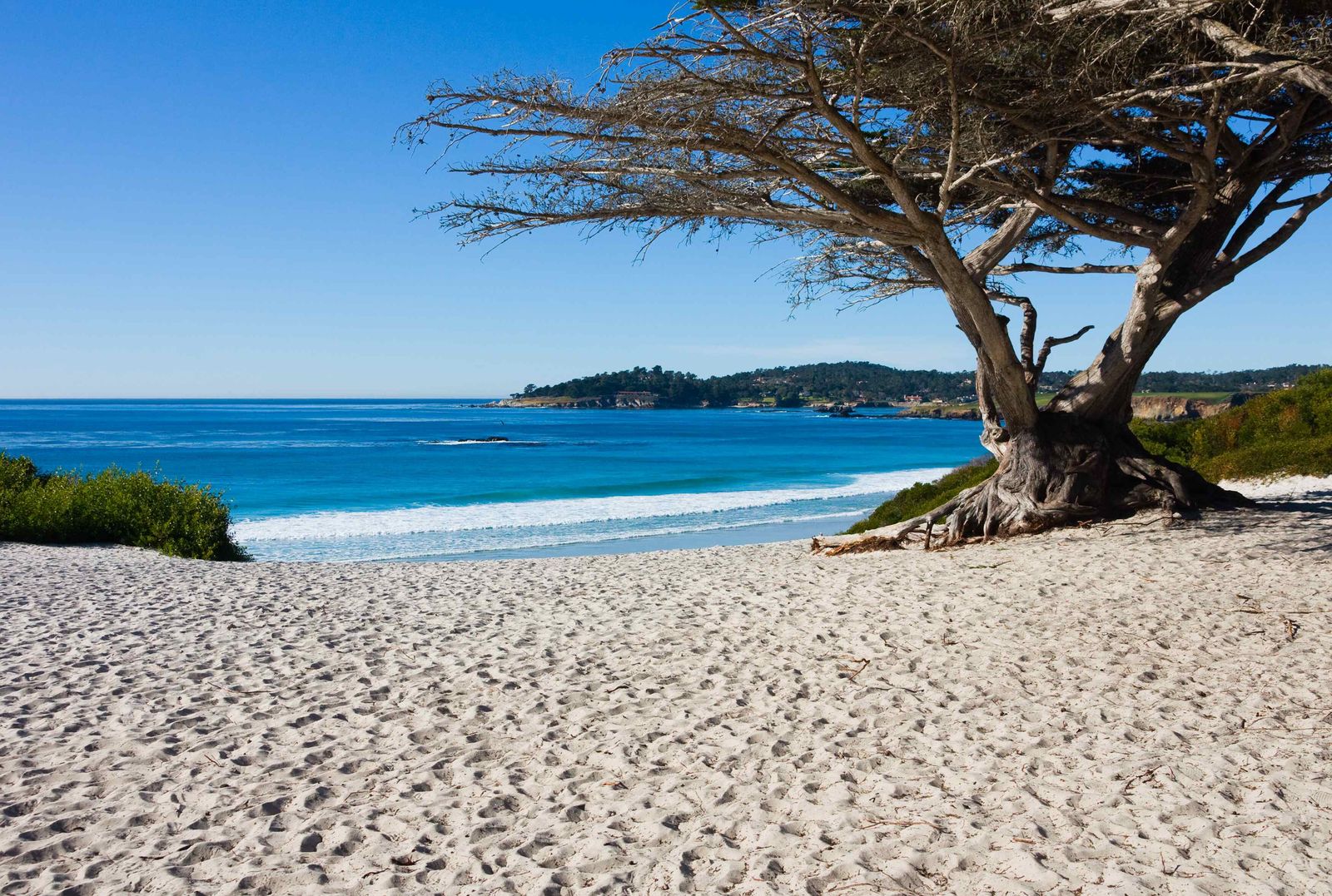 Carmel Beach in Carmel-by-the-Sea, with white sand and a Monterey cypress