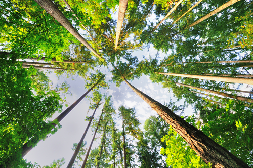 Beautiful Tall Trees