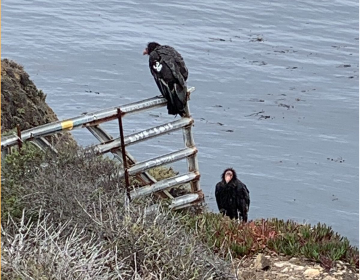 Two tagged California condors by the water along the Big Sur coast