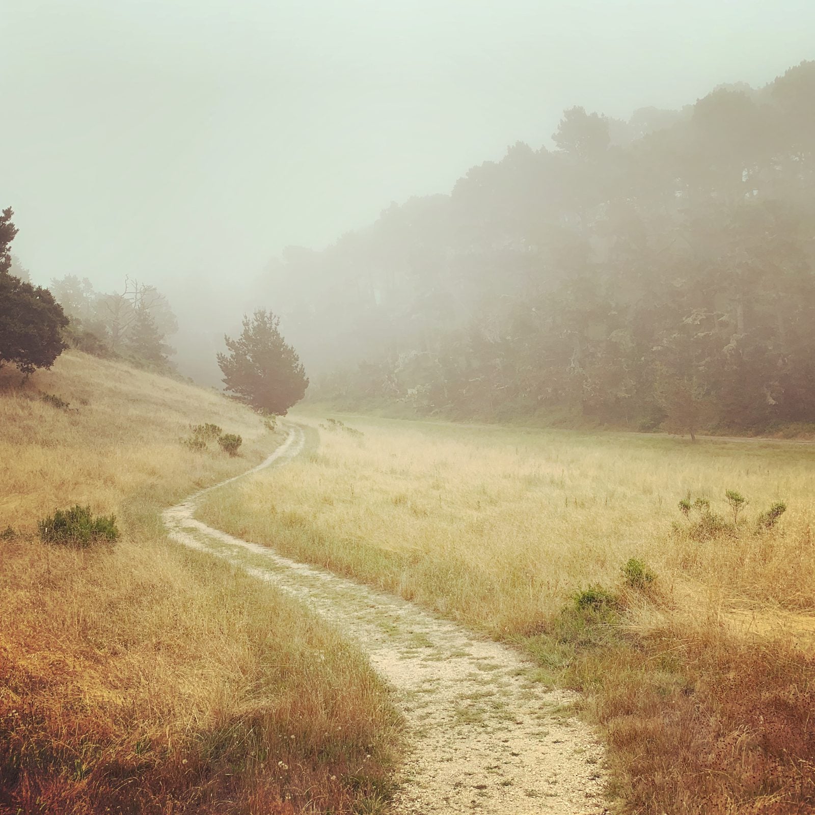 Dirt trail winding through golden grassland into fog at Palo Corona Regional Park