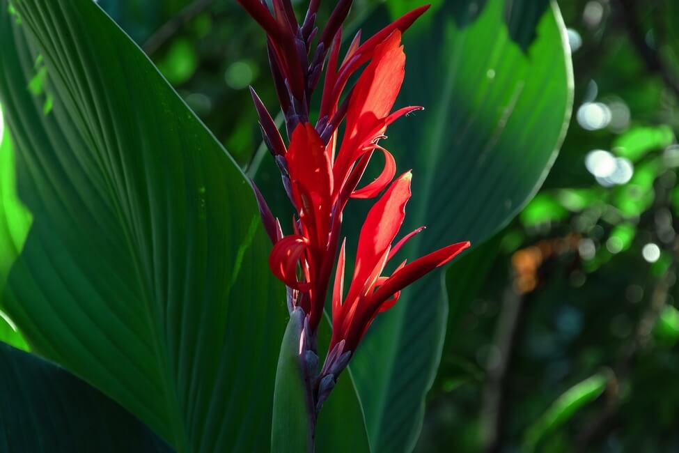 Cannas