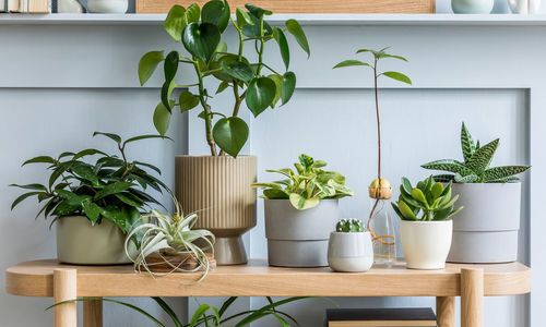 10 Essential Tips For Maintaining Indoor Plants