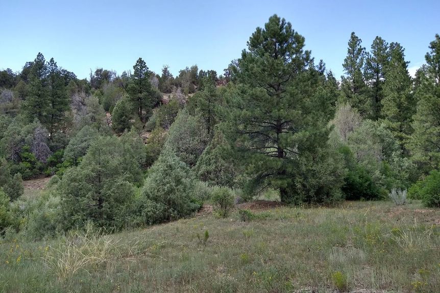 Wire Pasture Rach Gallery Image 1 1