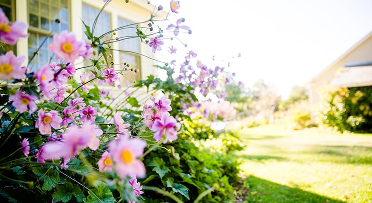 pink flowers in the garden