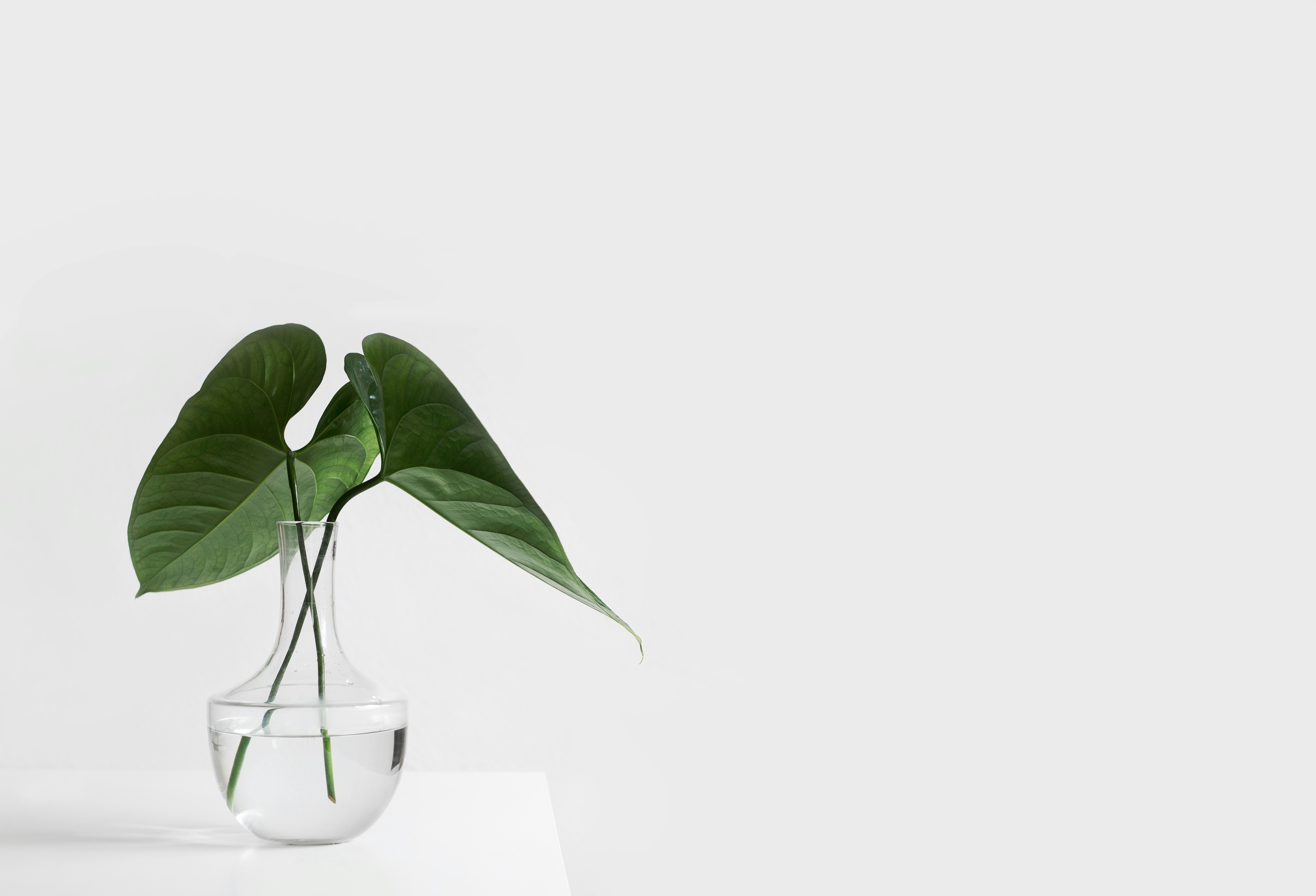 minimalist plant downsizing