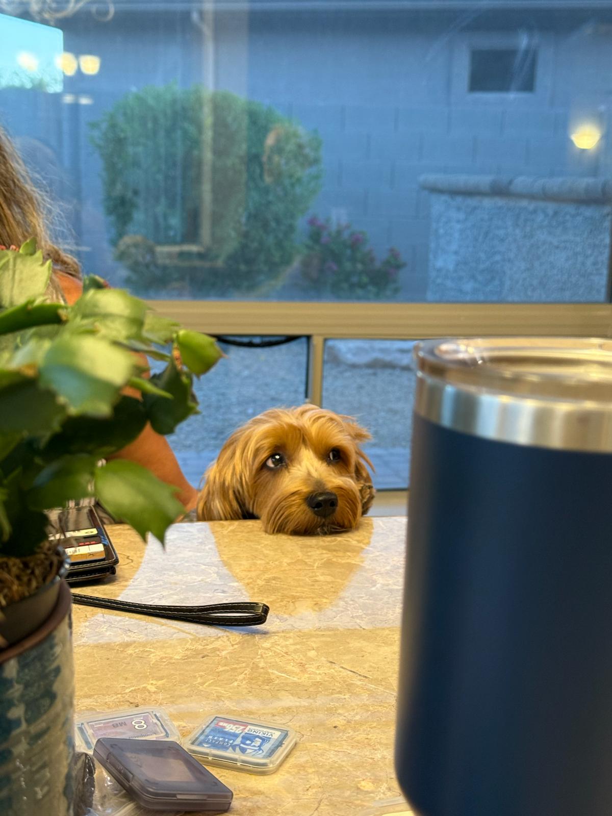 signing dog