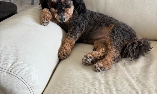 “Pet-Friendly Neighborhoods in Mesa, AZ: Top Communities & Parks for Dog Owners”