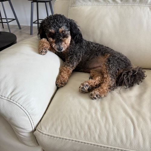 “Pet-Friendly Neighborhoods in Mesa, AZ: Top Communities & Parks for Dog Owners”