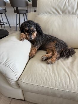 Dog friendly Mesa AZ