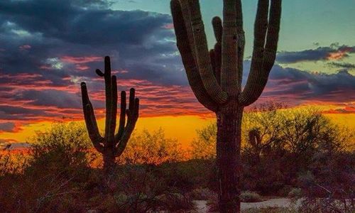 Arizona Wildlife: The Amazing Creatures You Can Spot in Mesa