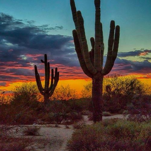 Arizona Wildlife: The Amazing Creatures You Can Spot in Mesa