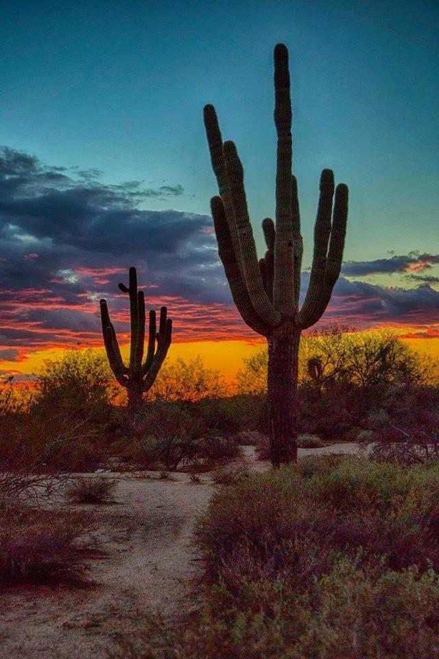 Stunning sunset with a perfect cactus.