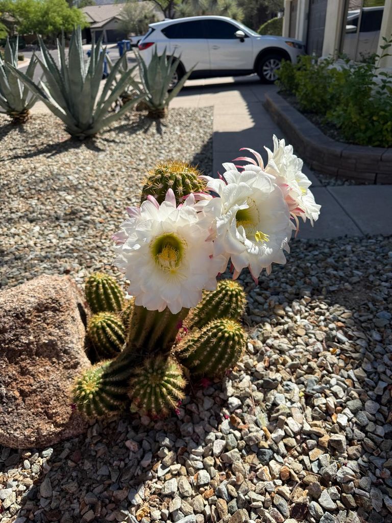 “Cactus in full bloom under bright desert sunlight in Mesa, Arizona.”