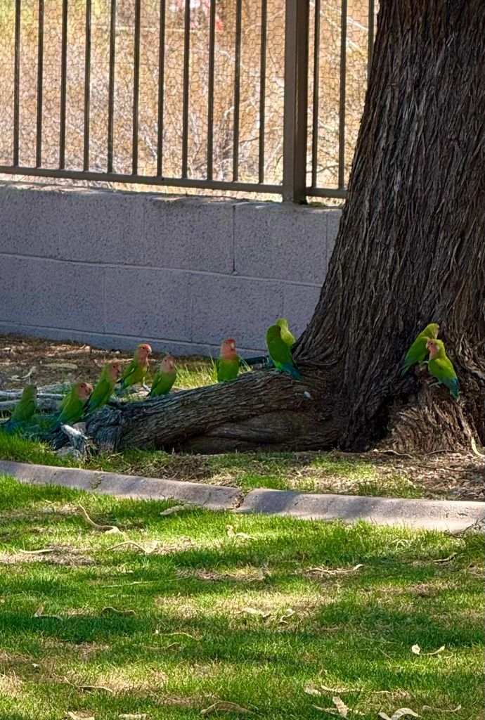 “Group of  lovebirds in Mesa, AZ.”