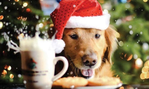 Spoiling Your Dog This Christmas