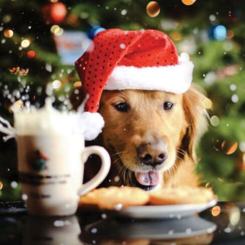 Spoiling Your Dog This Christmas