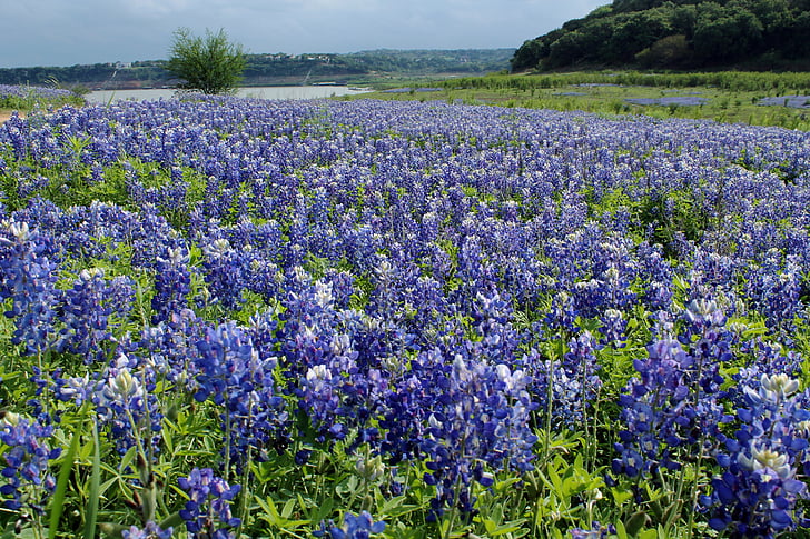 blue-bonnets-texas-austin-landscape-preview