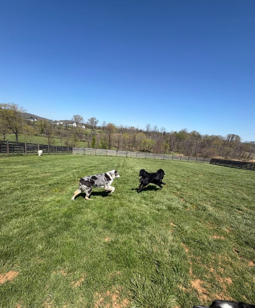 Happy dog playing at a spacious dog boarding property in Lovettsville VA