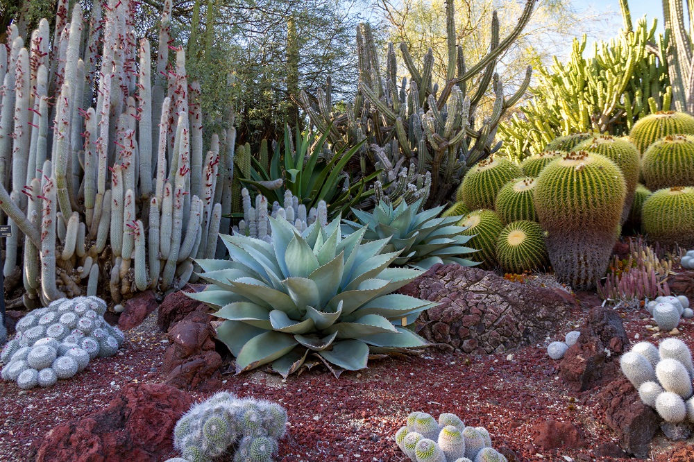 Arizona Desert Plants
