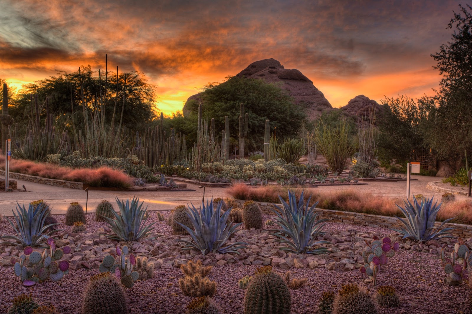 15 Fascinating Facts About Phoenix You Probably Didn't Know