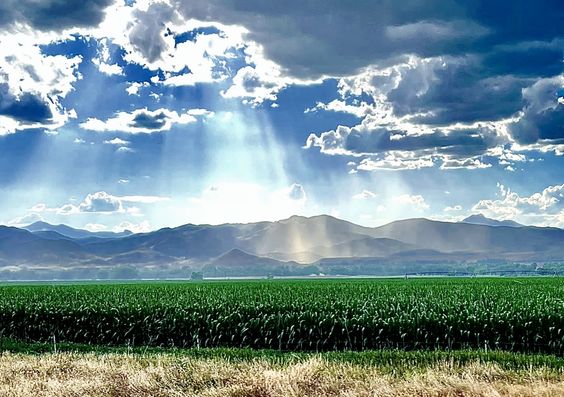 Niwot
