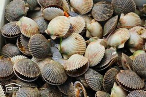Scalloping in Homosassa