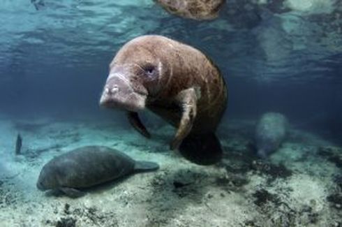 Manatee and Calf Crystal Rivers Florida