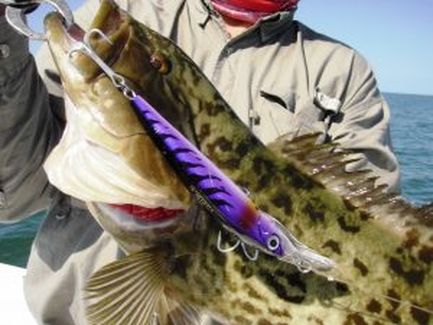 Nature Coast Fishing Citrus County Florida