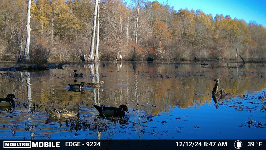 MOULTRIE DIGITAL CAMERA