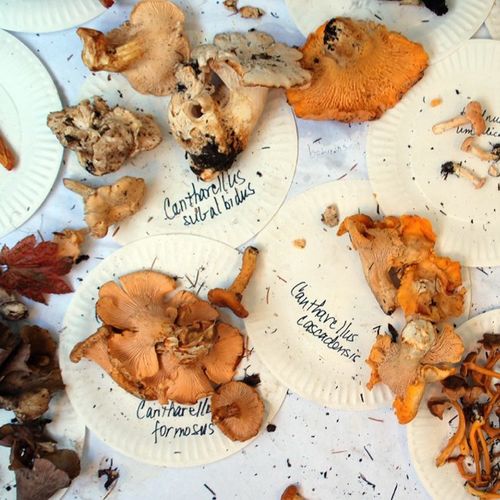 A Field Guide to Pacific Northwest Edible Mushrooms