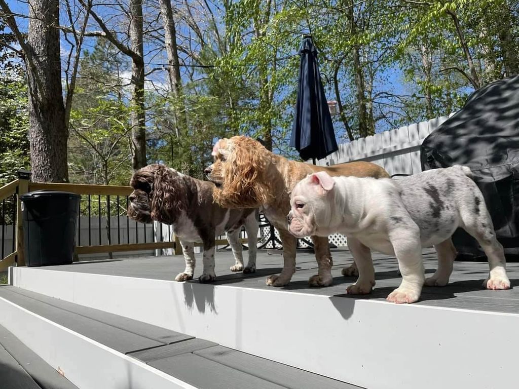 Two cocker spaniels and an english bulldog