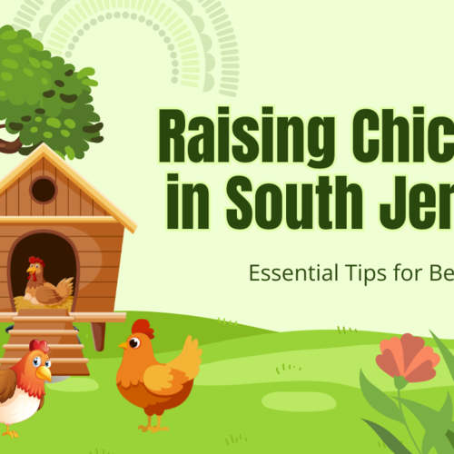 🐓 Raising Chickens in South Jersey. Trendy or Trouble?