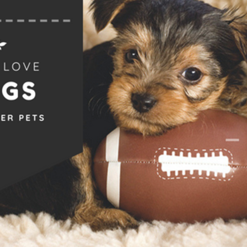 Must Love Dogs - Things To Do With Pets Around West Cobb & Metro Atlanta