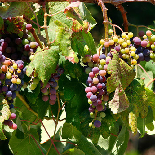 Wineries & Wine Tasting / Festivals Around North Georgia