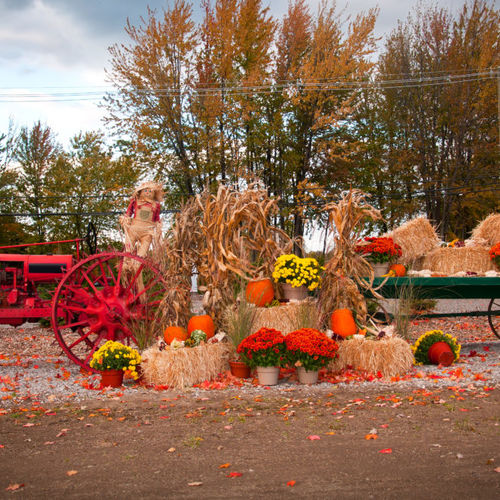 Pumpkin Patches and Corn Mazes Around NW Metro Atlanta