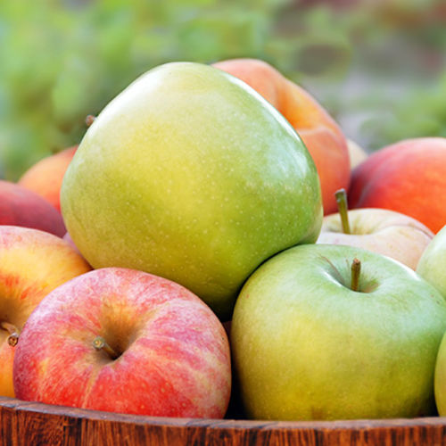2025 Apple Picking Season in NW Metro Atlanta