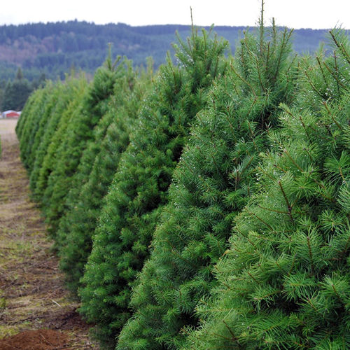 Christmas Trees 2020 - Living in NW Metro Atlanta