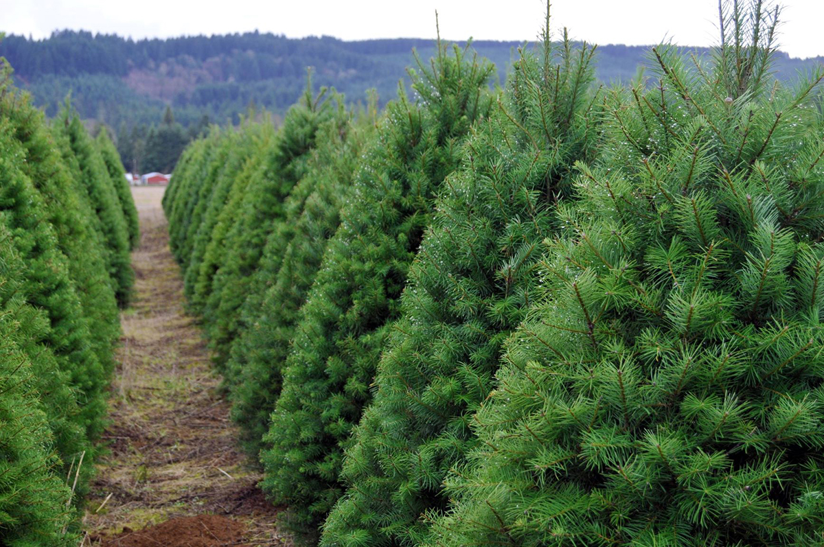 Christmas Trees Around NW Metro Atlanta