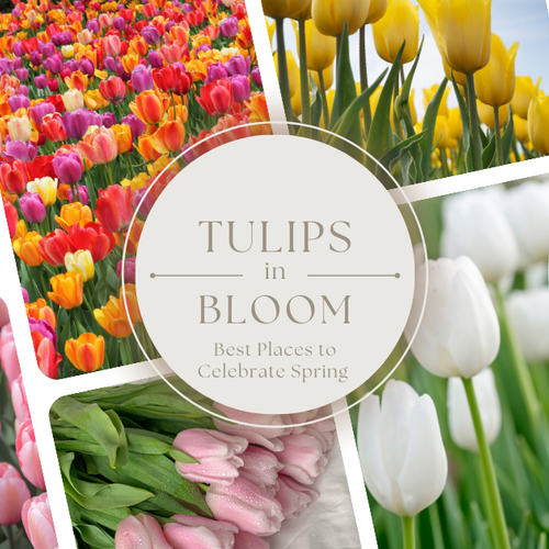 Tulips in Bloom: Best Places to Celebrate Spring Tulips Around NW Metro Atlanta